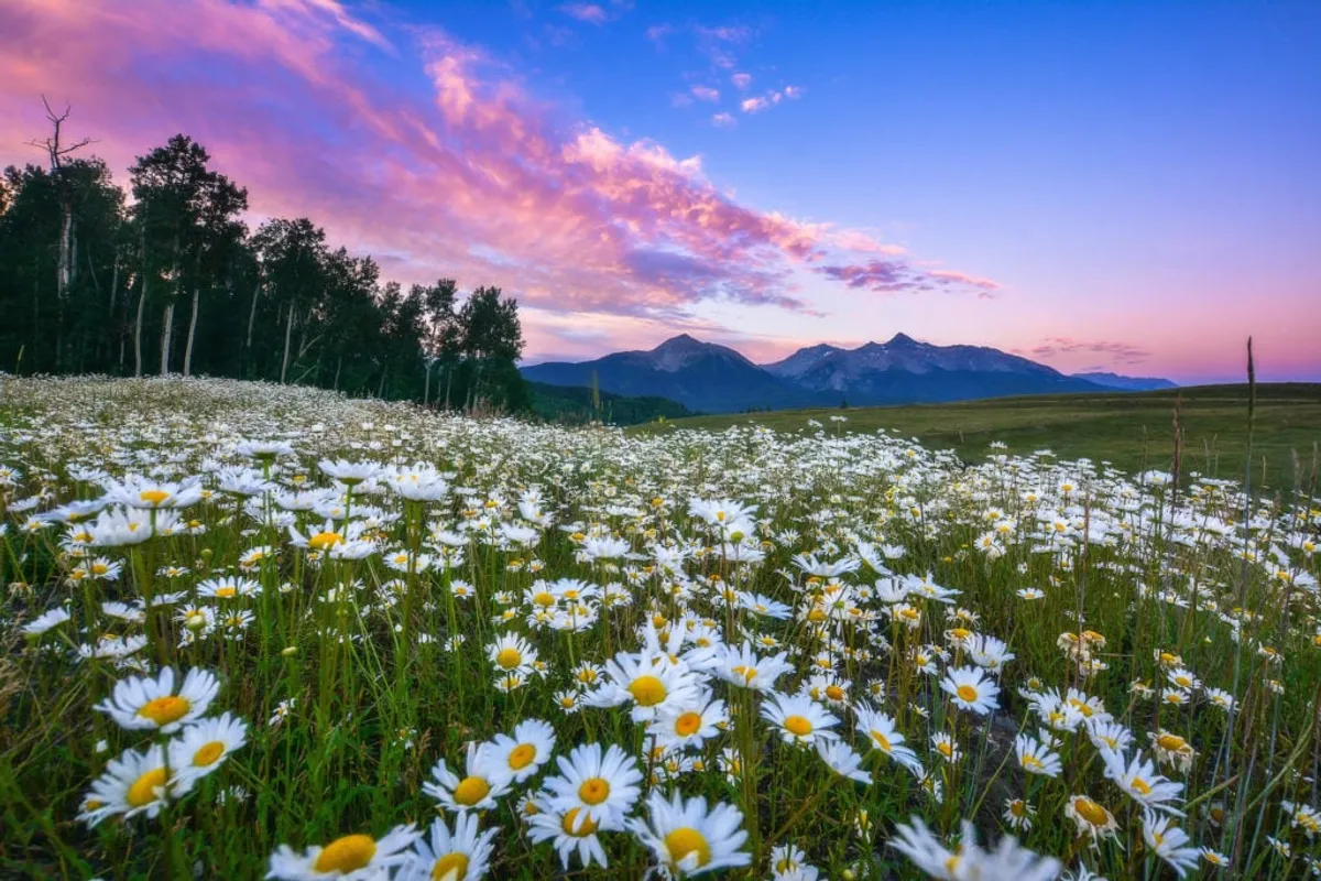A tranquil scene with wild daisies in the foreground, majestic mountains in the distance, and a colorful sky overhead. The image evokes the serenity of nature walks, opportunities for wildflower viewing, and peaceful immersion in Telluride’s pristine environment.